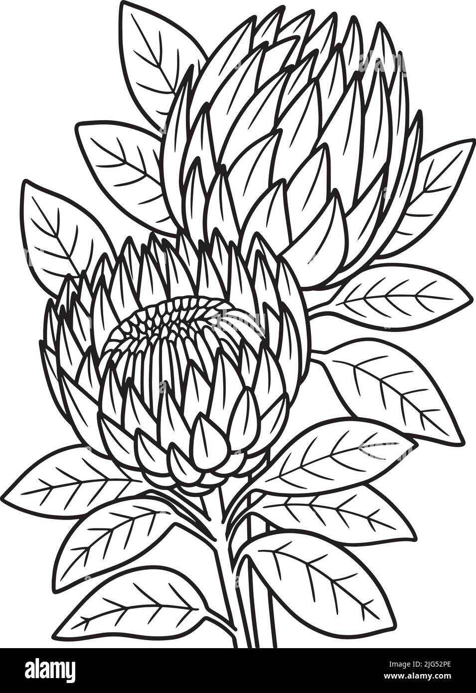 Proteas cut out stock images pictures