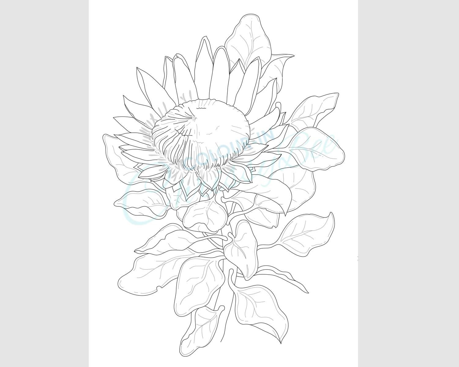 Protea colouring page king protea wildflower printable adult coloring page