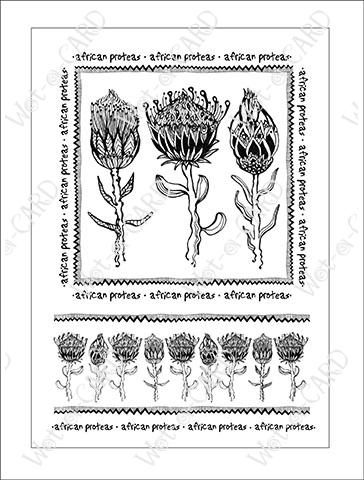 Protea line drawing black â