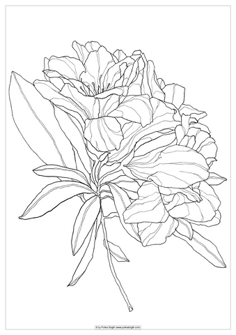 Coloring pages
