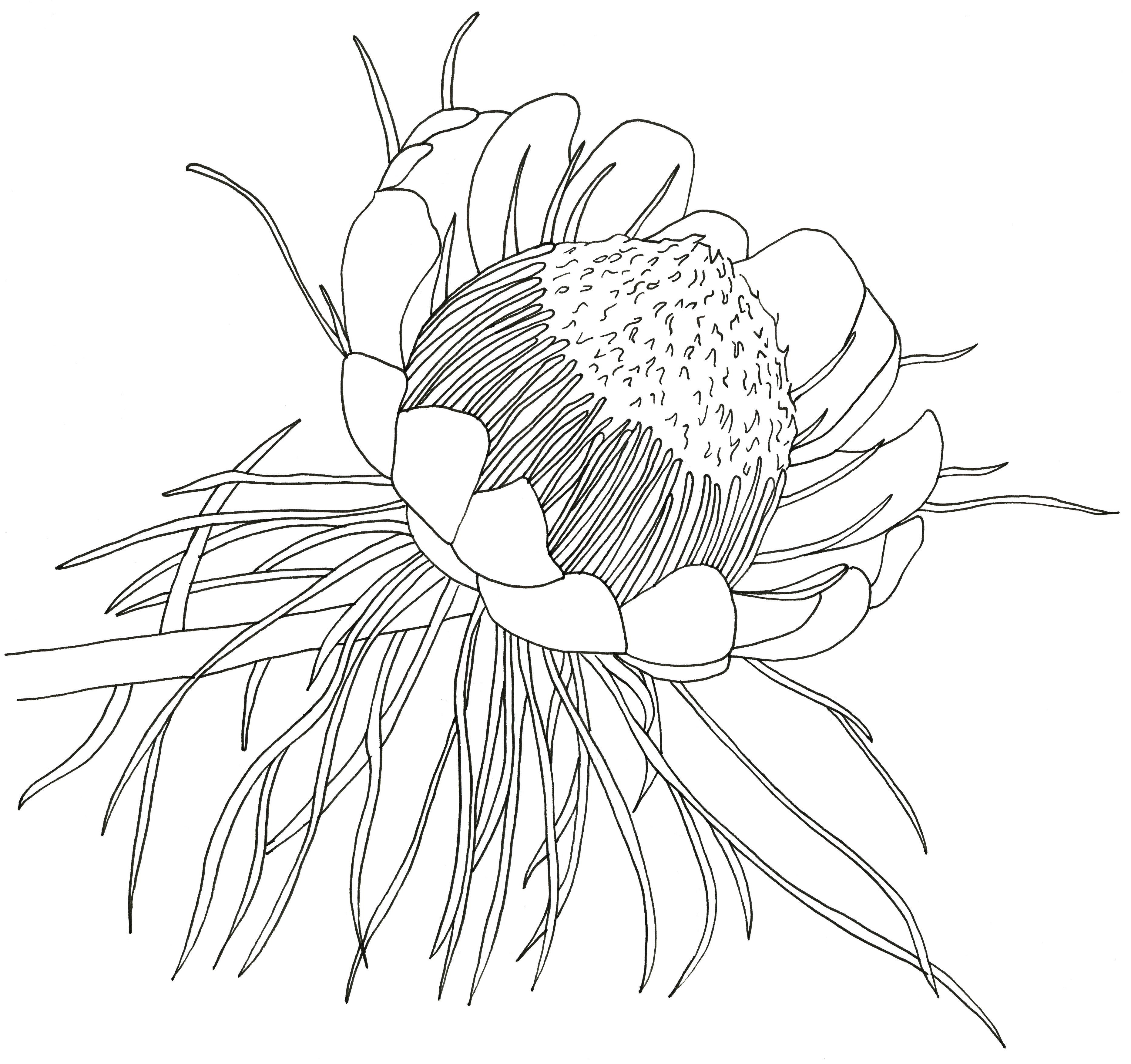 Protea line art print