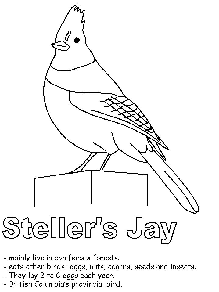 Stellers jay coloring page flag coloring pages coloring pages bird coloring pages