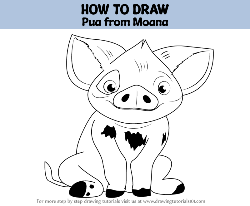 How to draw pua from moana moana step by step
