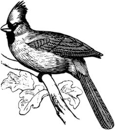 Public domain ideas drawings public domain coloring pages