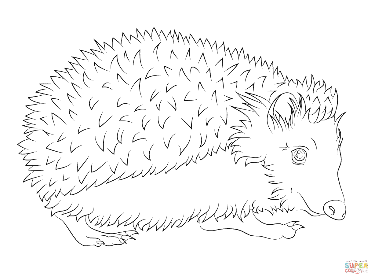 Dibujo de erizo para colorear dibujos para colorear imprimir gratis