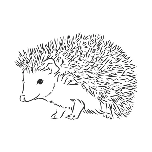 Ilustraciones de puercoespãn de stock