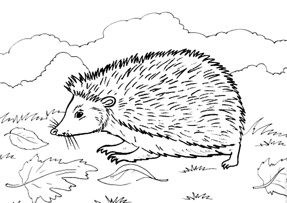 Dibujos de erizo animales para colorear y pintar â pãginas para imprimir y colorear