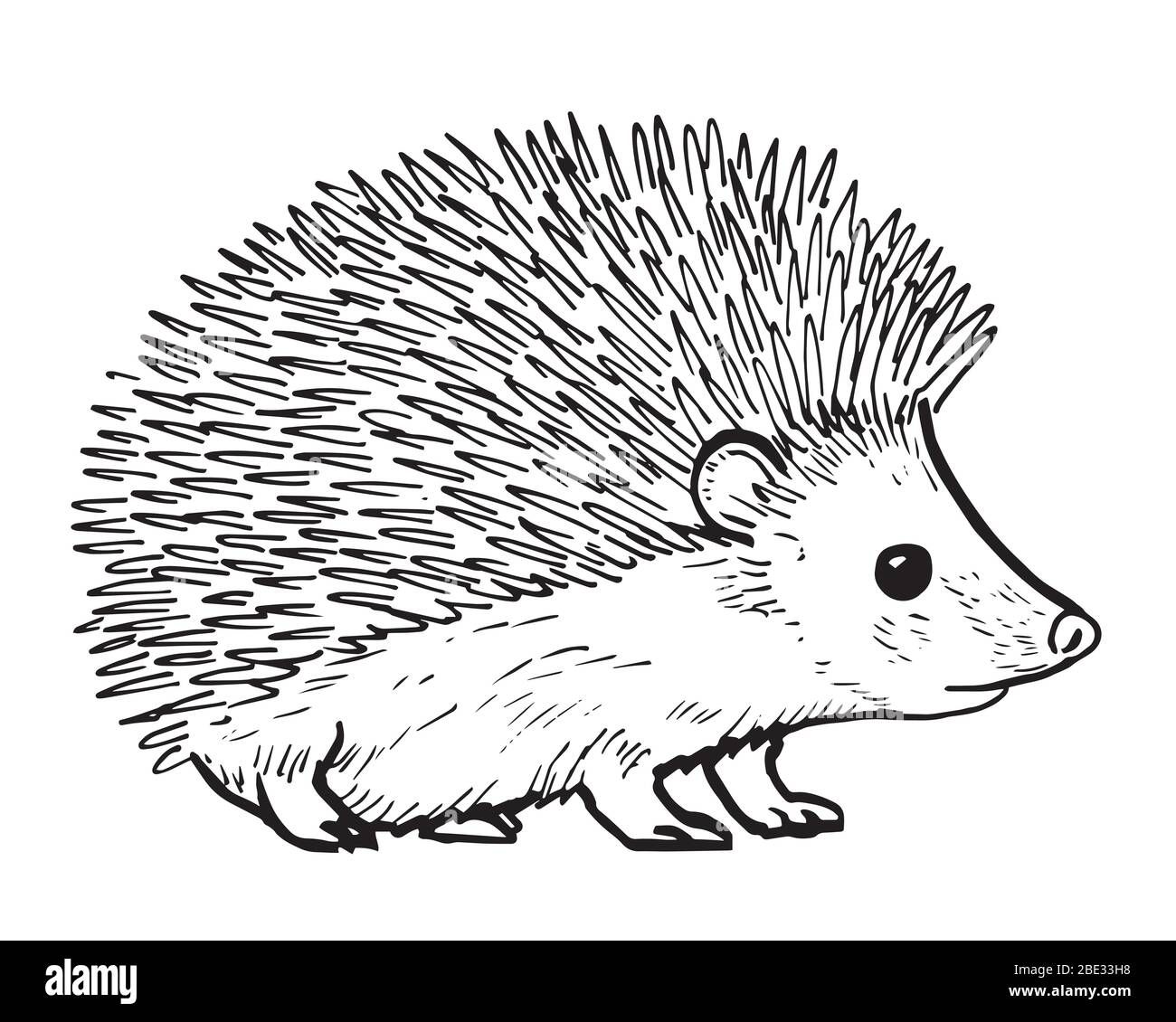 Drawing of hedgehog