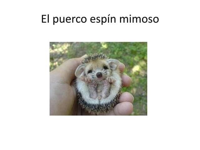 El puerco pãn mimoso selene cuelaa ppt