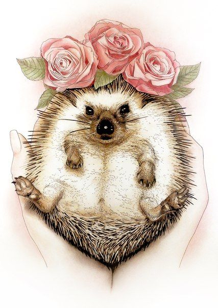 Puercoespãn hedgehog erizos