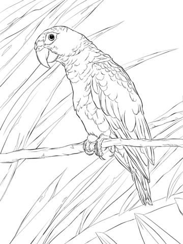 Puerto rican parrot coloring page free printable coloring pages