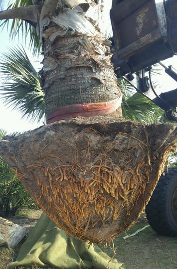 Puerto rican hat palm