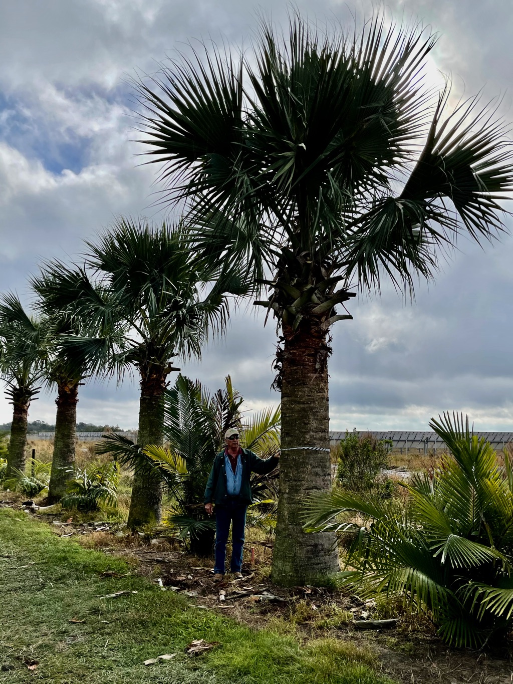 Puerto rican hat palm
