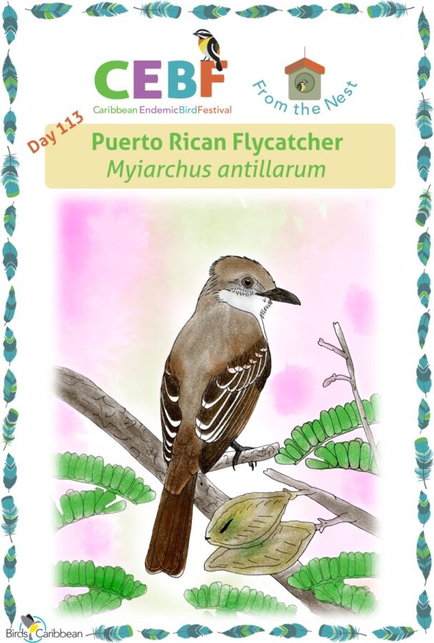 Featured birds â page â