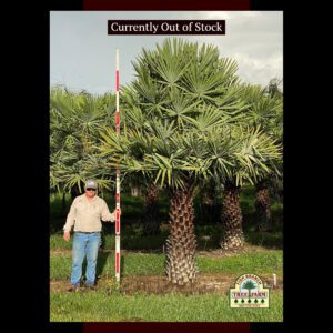 Puerto rican hat palm
