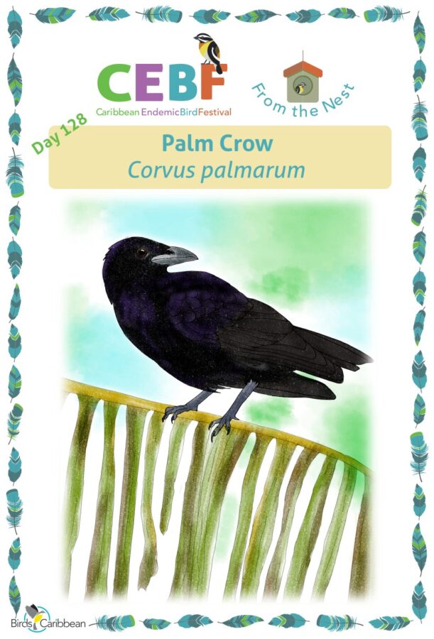 Caribbean endemic bird festival â