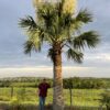 Puerto rican hat palm