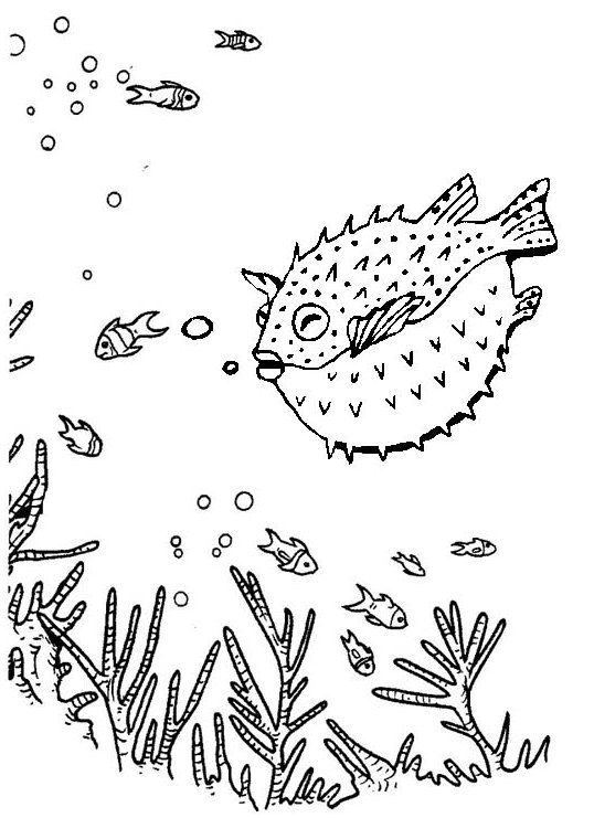 Fourteen cute puffer fish coloring pages for children fish coloring page coloring pages puffer fish