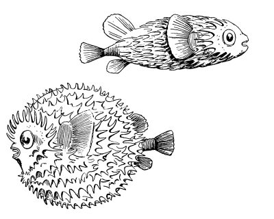 Fish coloring pages