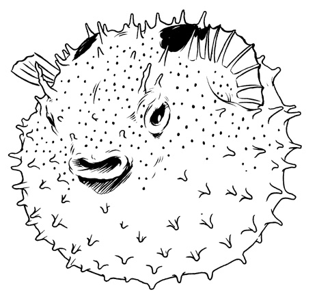 Porcupine puffer fish by colbybluth on