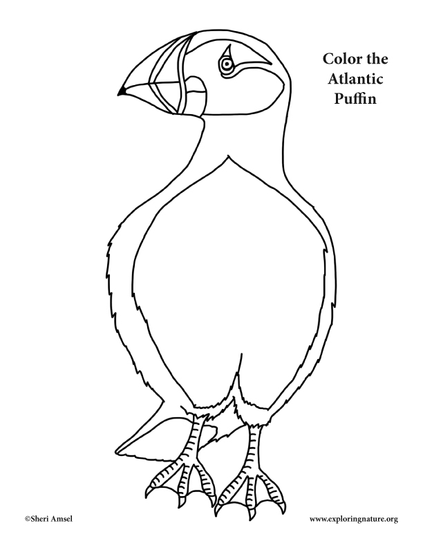 Puffin atlantic coloring page