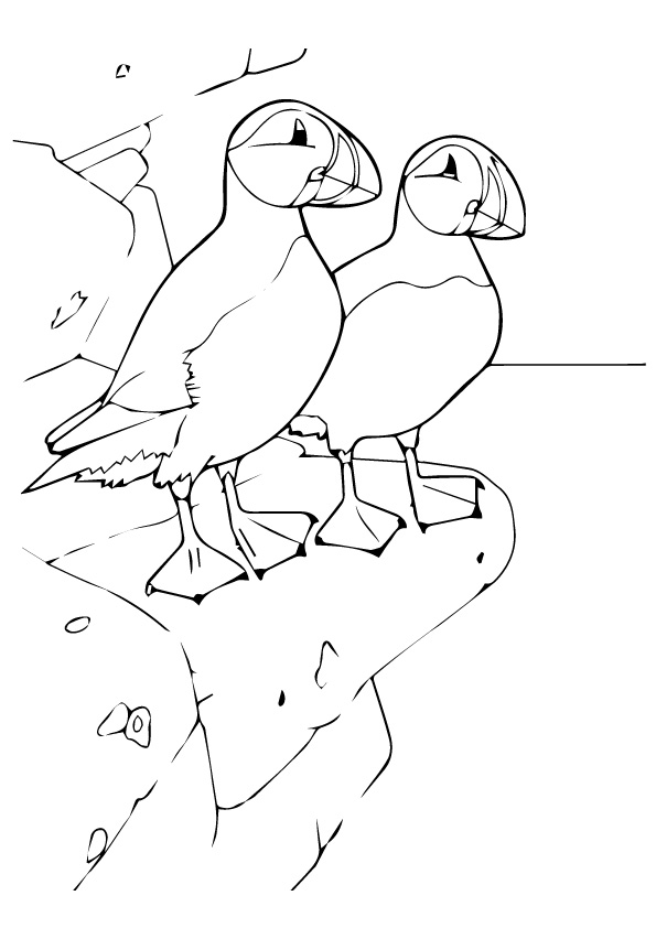 Puffin coloring pages