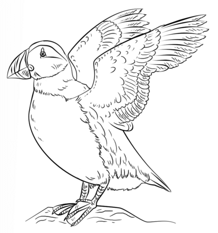 Atlantic puffin coloring page free printable coloring pages
