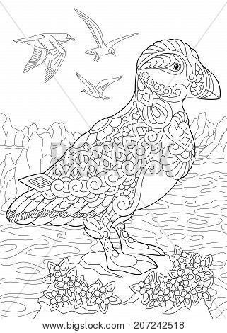 Coloring page puffin vector photo free trial bigstock