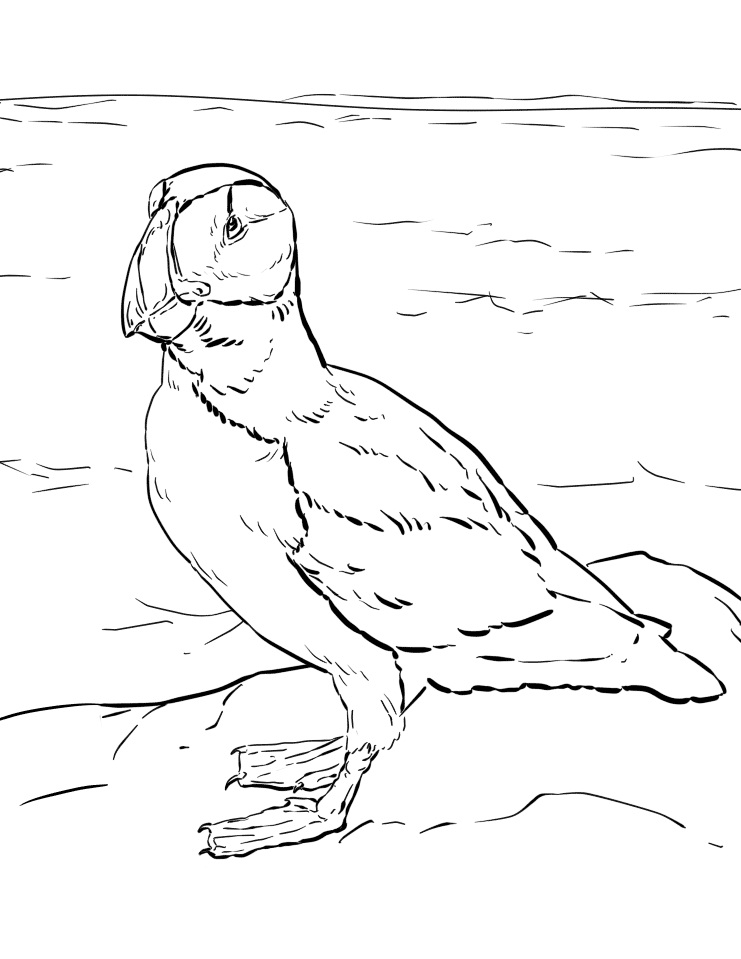 Puffin coloring pages