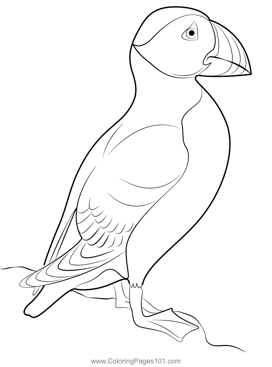 Stand puffin bird coloring page for kids