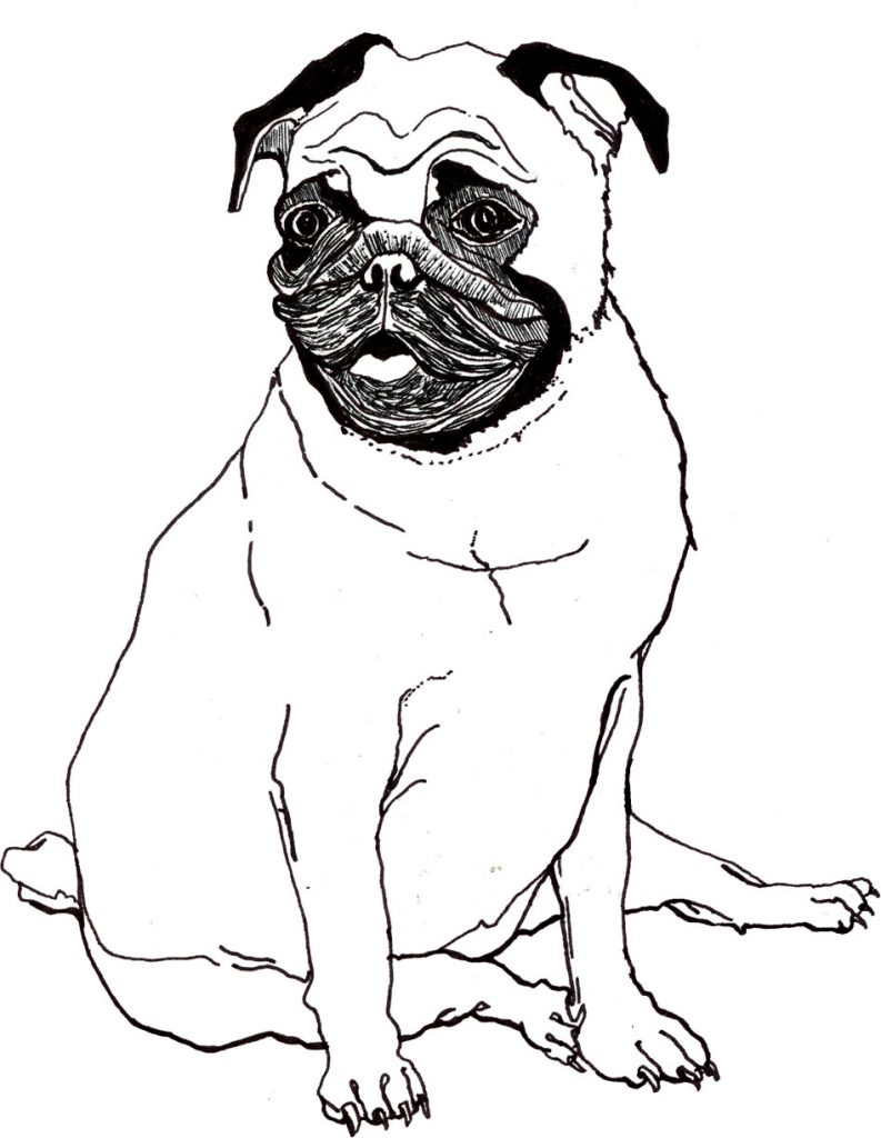 Pug coloring pages