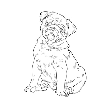 Pug coloring images