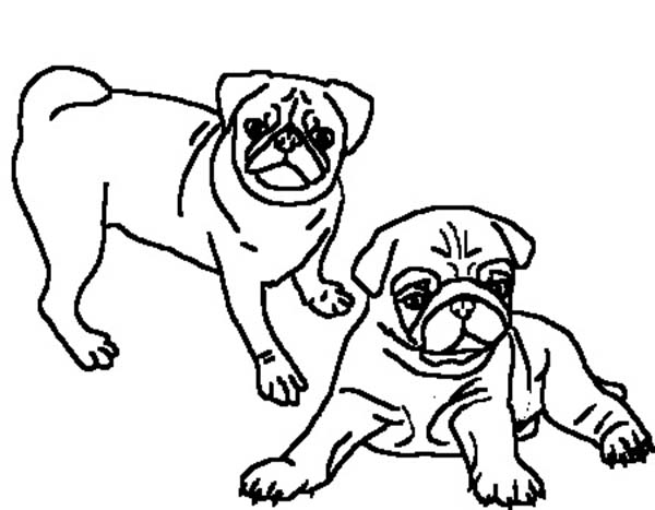 Two beautiful pug coloring page color luna