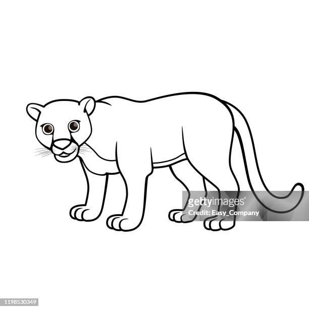 Vector illustration of puma isolated on white background for kids coloring book high
