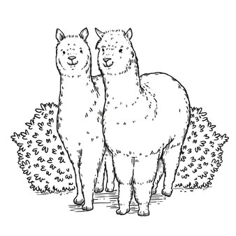 Page puma coloring book images