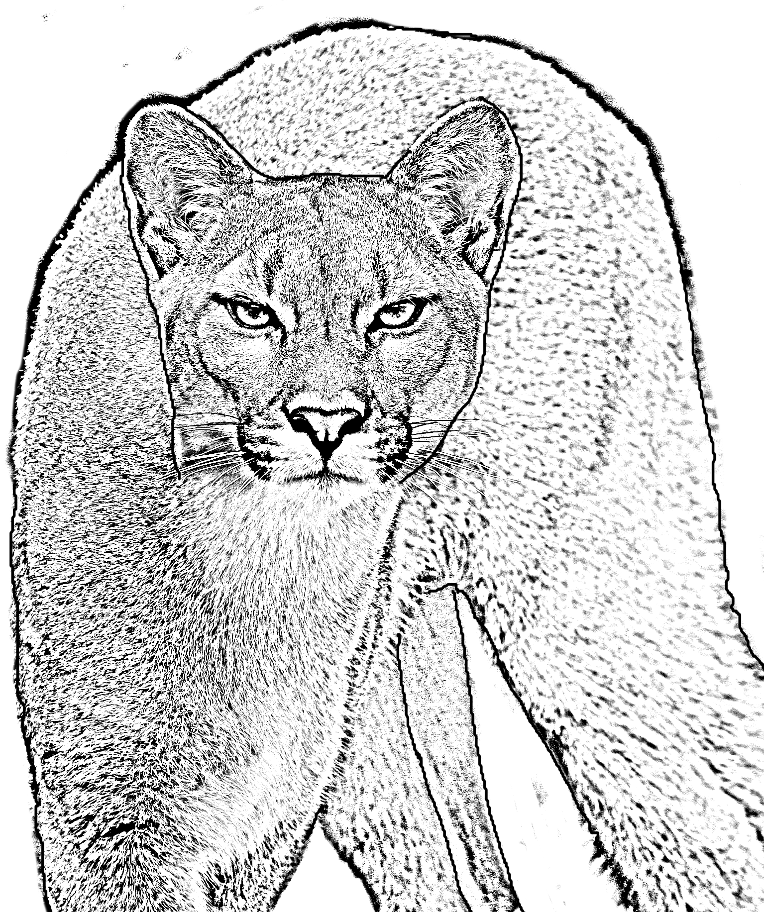 Coloring page of a puma