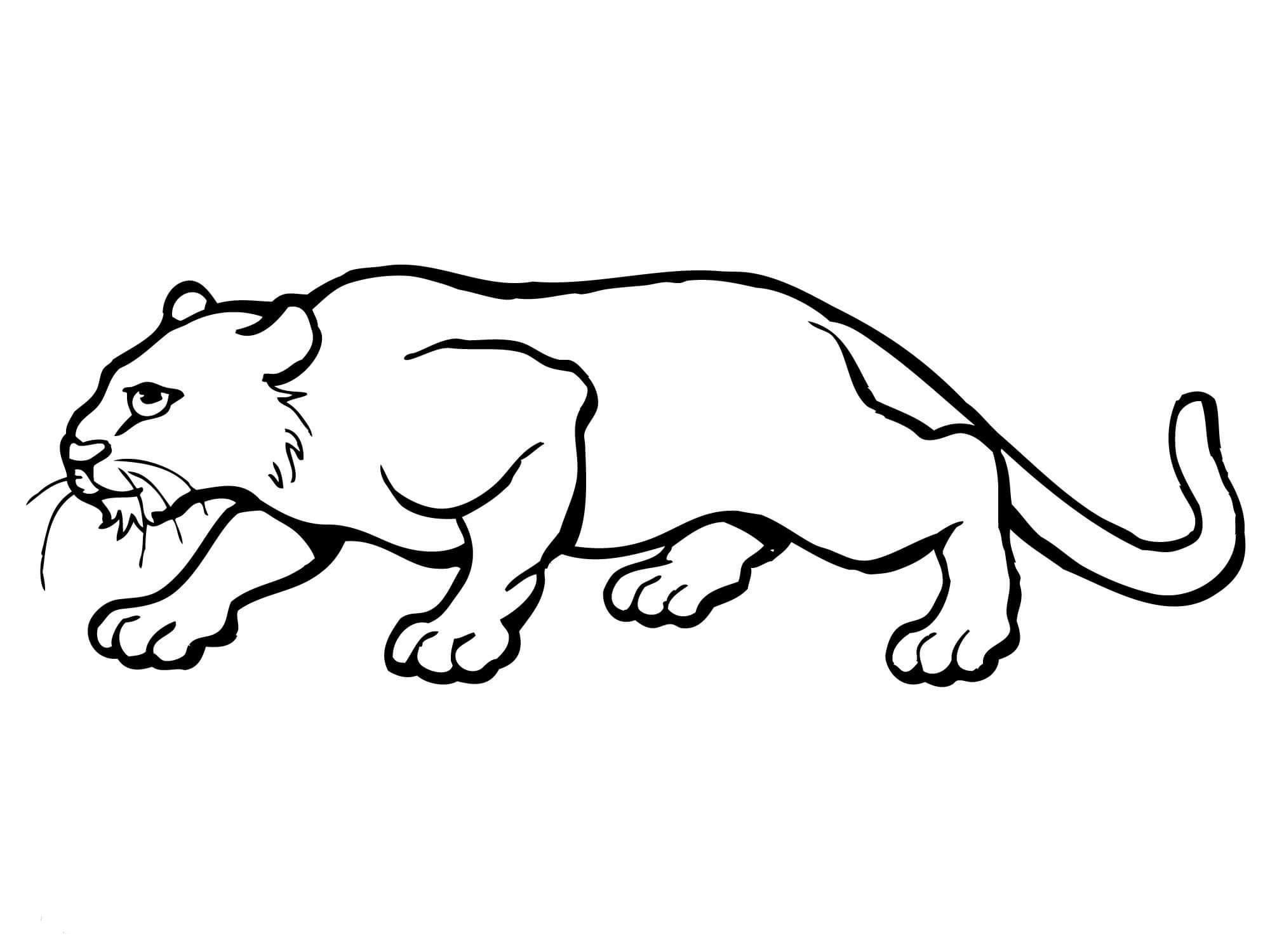 Puma coloring book for kids to print and online