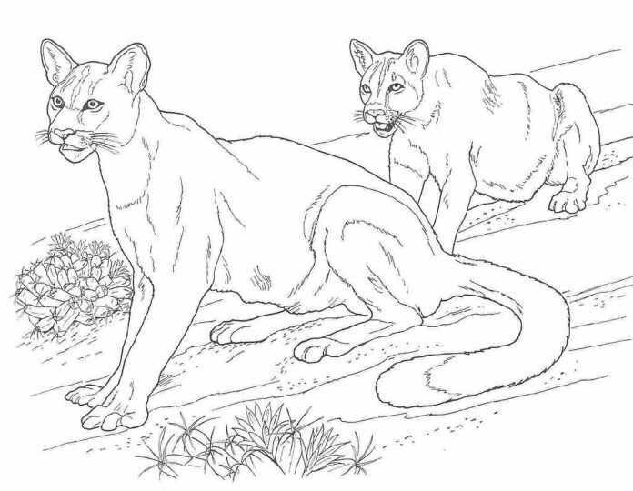 Wild pumas coloring book to print and online