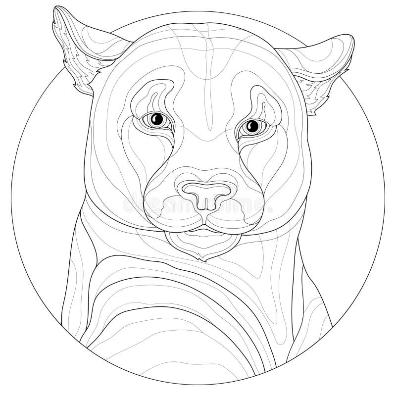 Cougar coloring stock illustrations â cougar coloring stock illustrations vectors clipart