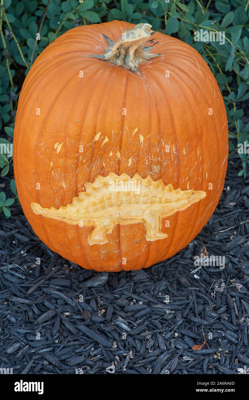 Dinosaur pumpkin hi