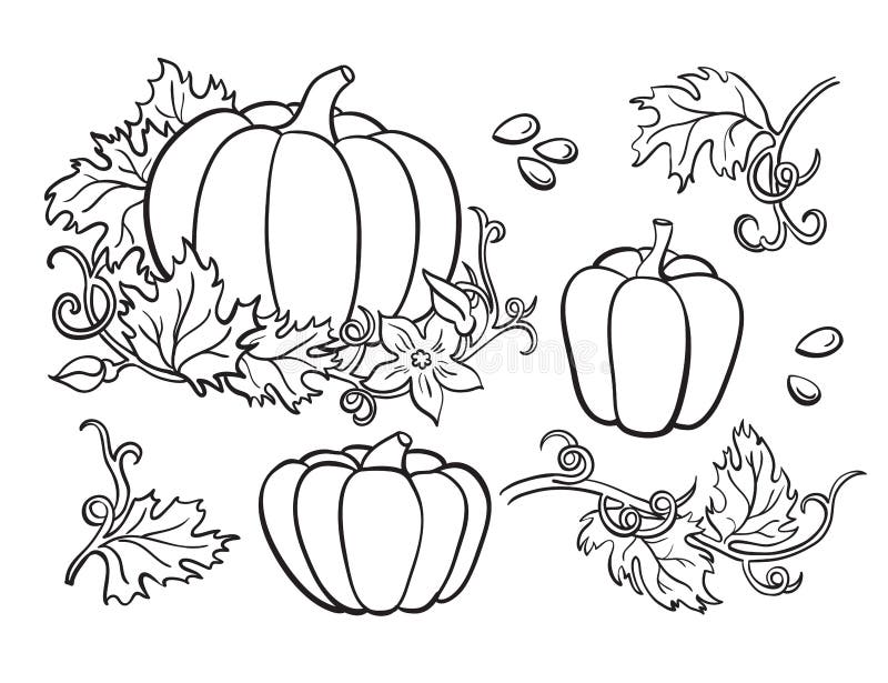 Pumpkin outline stock illustrations â pumpkin outline stock illustrations vectors clipart