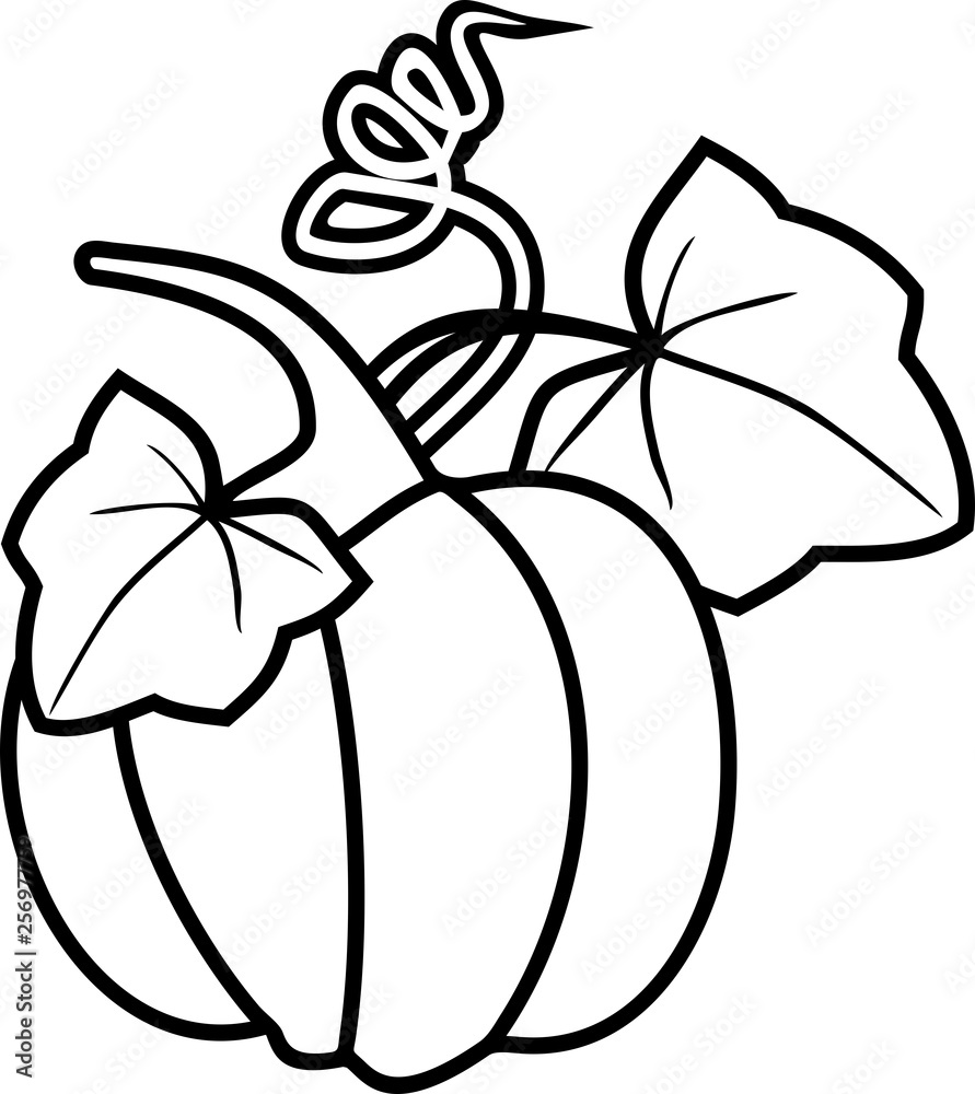 Coloring page with ripe pumpkin with tendril and two leaves vector