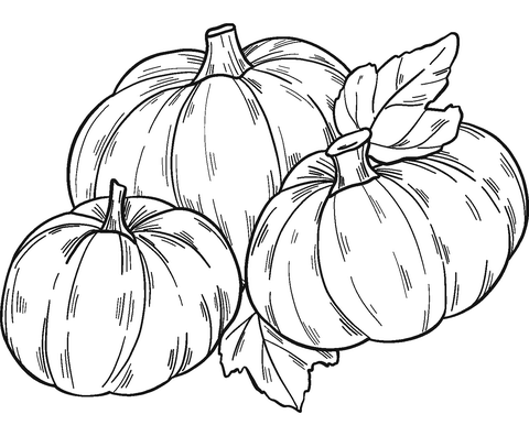 Pumpkin patch coloring page free printable coloring pages