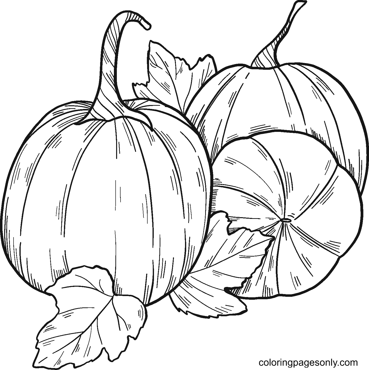 Pumpkin coloring pages printable for free download