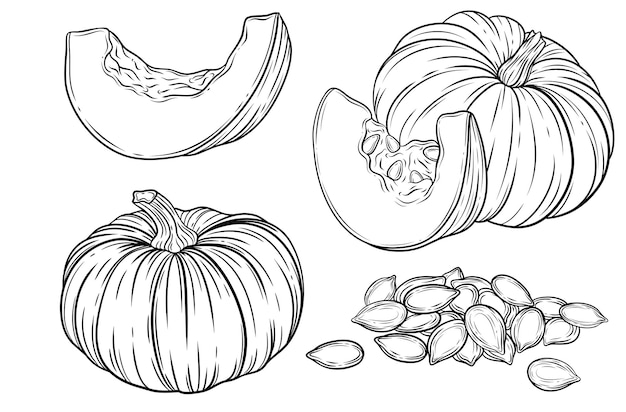 Premium vector handdrawn vector line art illustration of pumpkin pumpkin seeds cut pumpkin