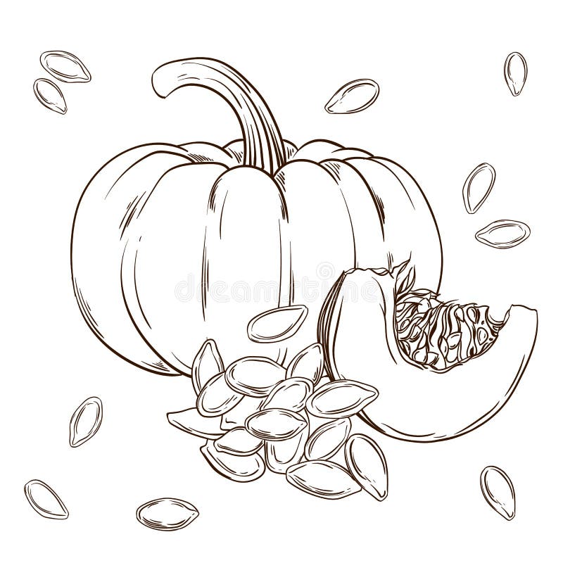 Pumpkin and seeds realistic isolated vector illustration of food hand drawing plants stock vector