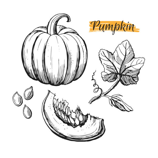 Pumpkin seed drawing stock illustrations royalty