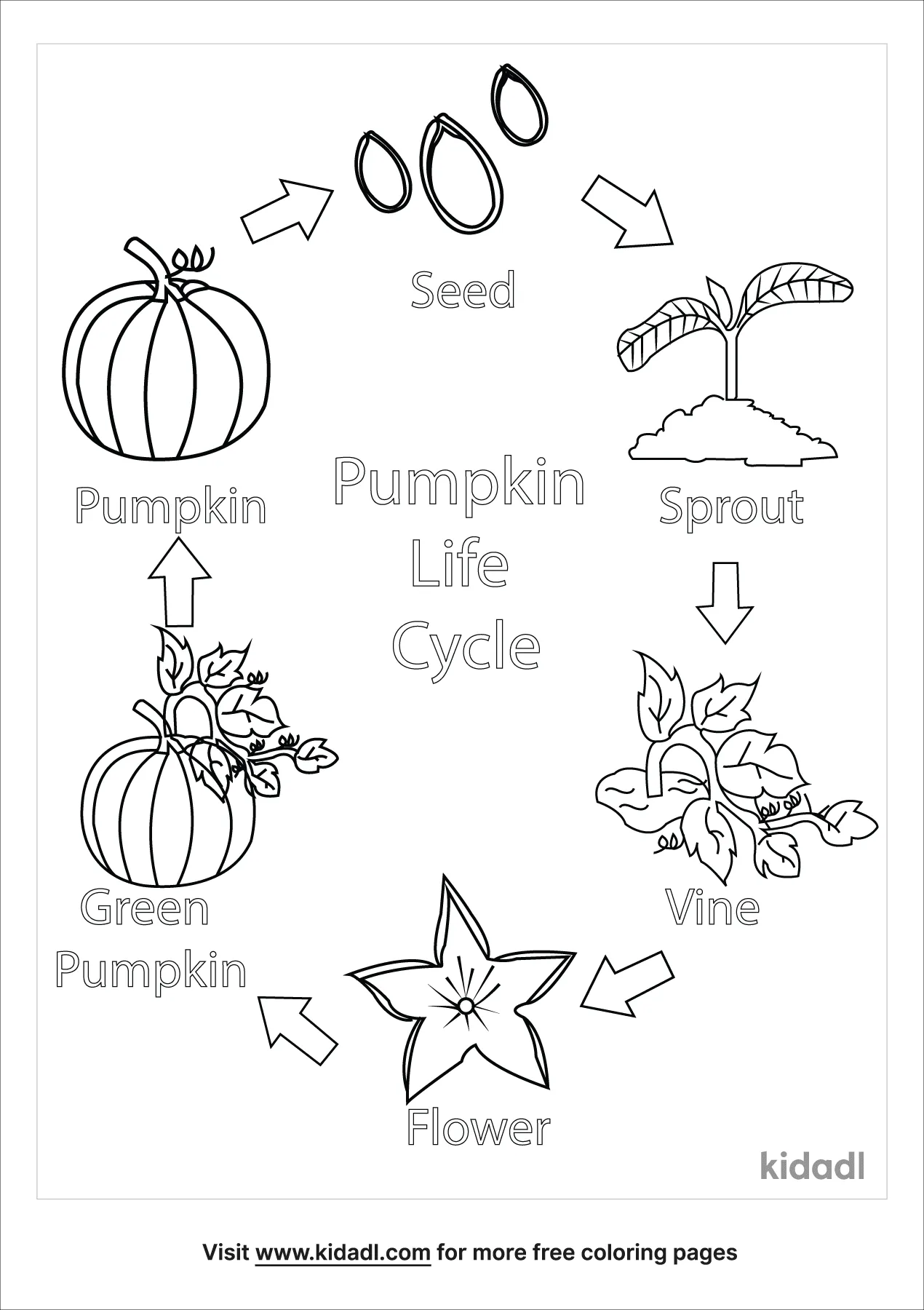 Free pumpkin growing chart coloring page coloring page printables