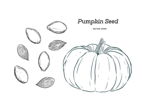 Pumpkin seed vector images â browse photos vectors and video