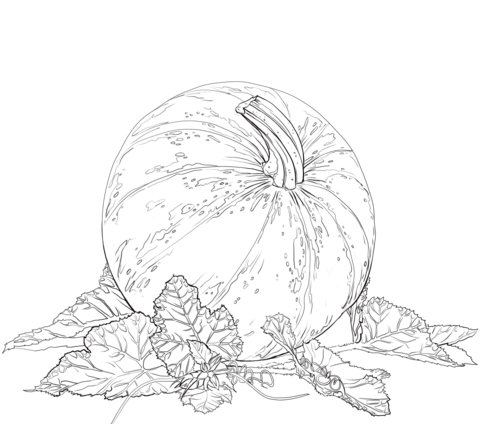 Pumpkin with leaves coloring page free printable coloring pages
